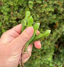 Load image into Gallery viewer, Baby Spiny-Tailed Iguana