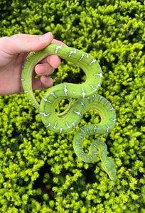 Juvenile Emerald Tree Boa (Female 1)