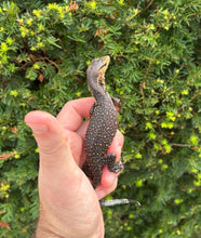 Load image into Gallery viewer, Baby Sulawesi Water Monitor (1)