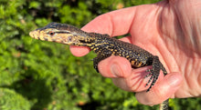 Load image into Gallery viewer, Baby Sulawesi Water Monitor (2)