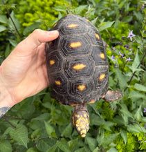 Load image into Gallery viewer, 6” Red Foot Tortoise (1)