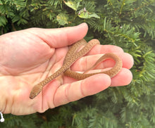 Load image into Gallery viewer, Baby T+/Hypo Children’s Python