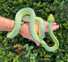 Load image into Gallery viewer, Adult XL ‘High-Blue’ Jayapura Green Tree Python (Female)