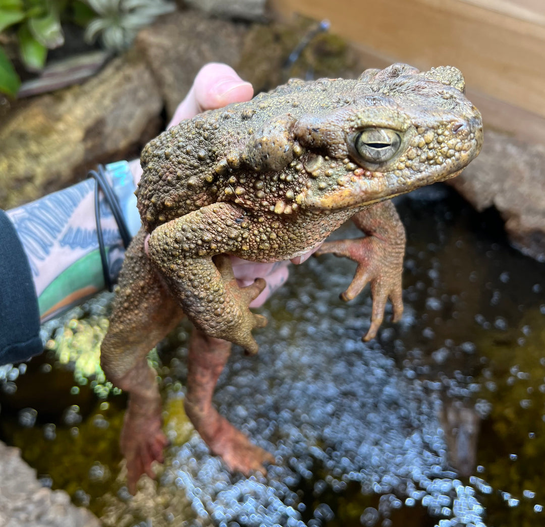 XL Giant Asian River Toad – Scales and Tails of Ohio