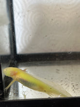 Load image into Gallery viewer, Axolotl