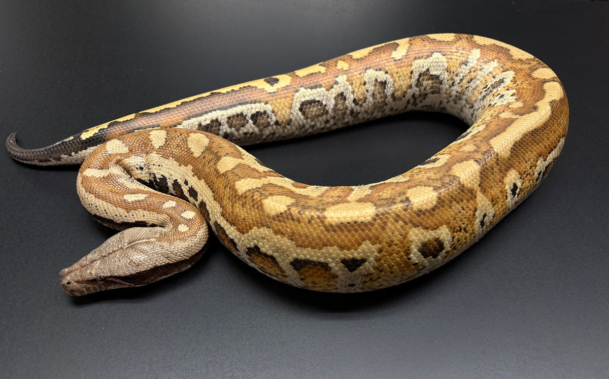 Adult Matrix Blood Python Sub-Adult Matrix het T-Albino Blood Python (Female) – Scales and Tails ...