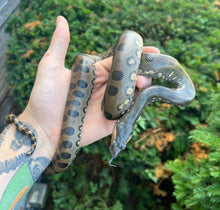 Load image into Gallery viewer, Yearling Green Anaconda (Female 1)