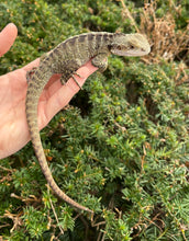 Load image into Gallery viewer, Sub-Adult Australian Water Dragon