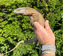 Load image into Gallery viewer, Small High-Color Black Throat Monitor (2)