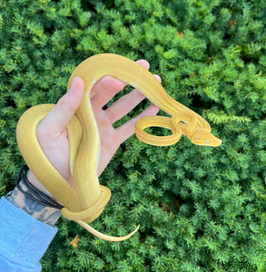 ‘Patternless’ Amazon Tree Boa (Male)