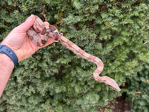 Juvevile Guyana Boa (Male 2)