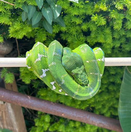 Adult Emerald Tree Boa (Female 4)