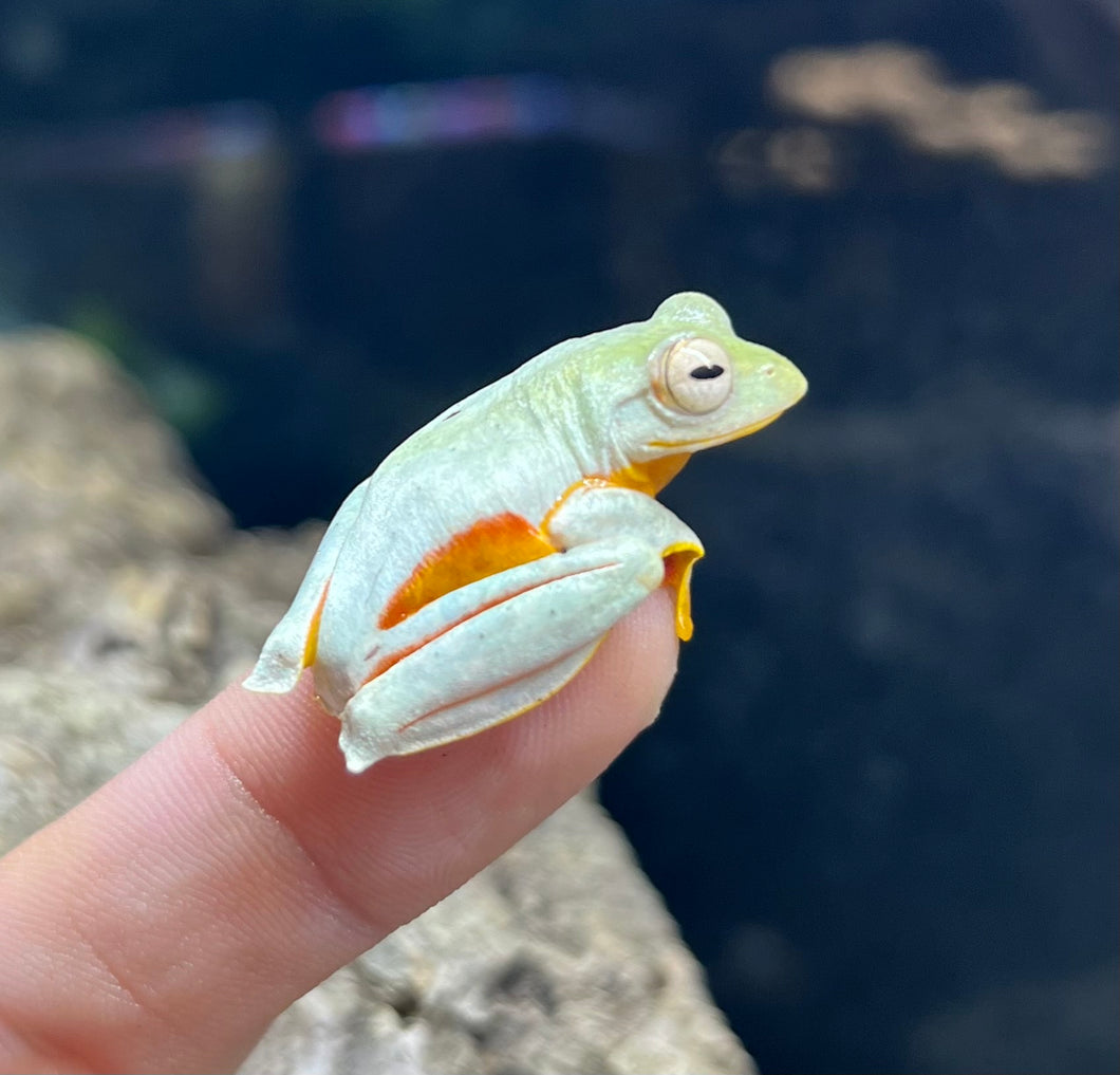 Malaysian Twin-Spotted Tree Frog