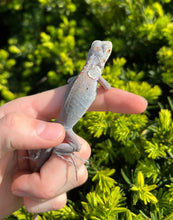 Load image into Gallery viewer, Baby Platinum Grey Iguana