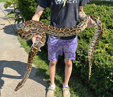Load image into Gallery viewer, 8’ Burmese Python (Male)