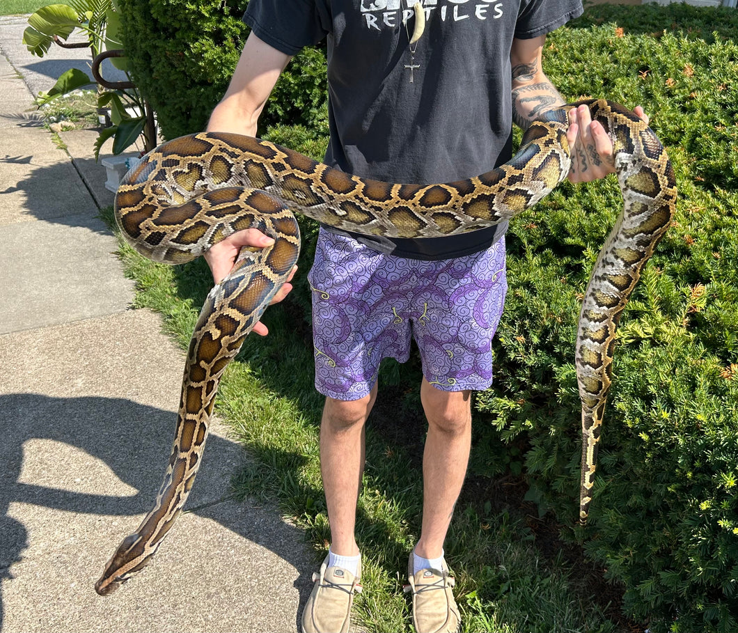 8’ Burmese Python (Male)