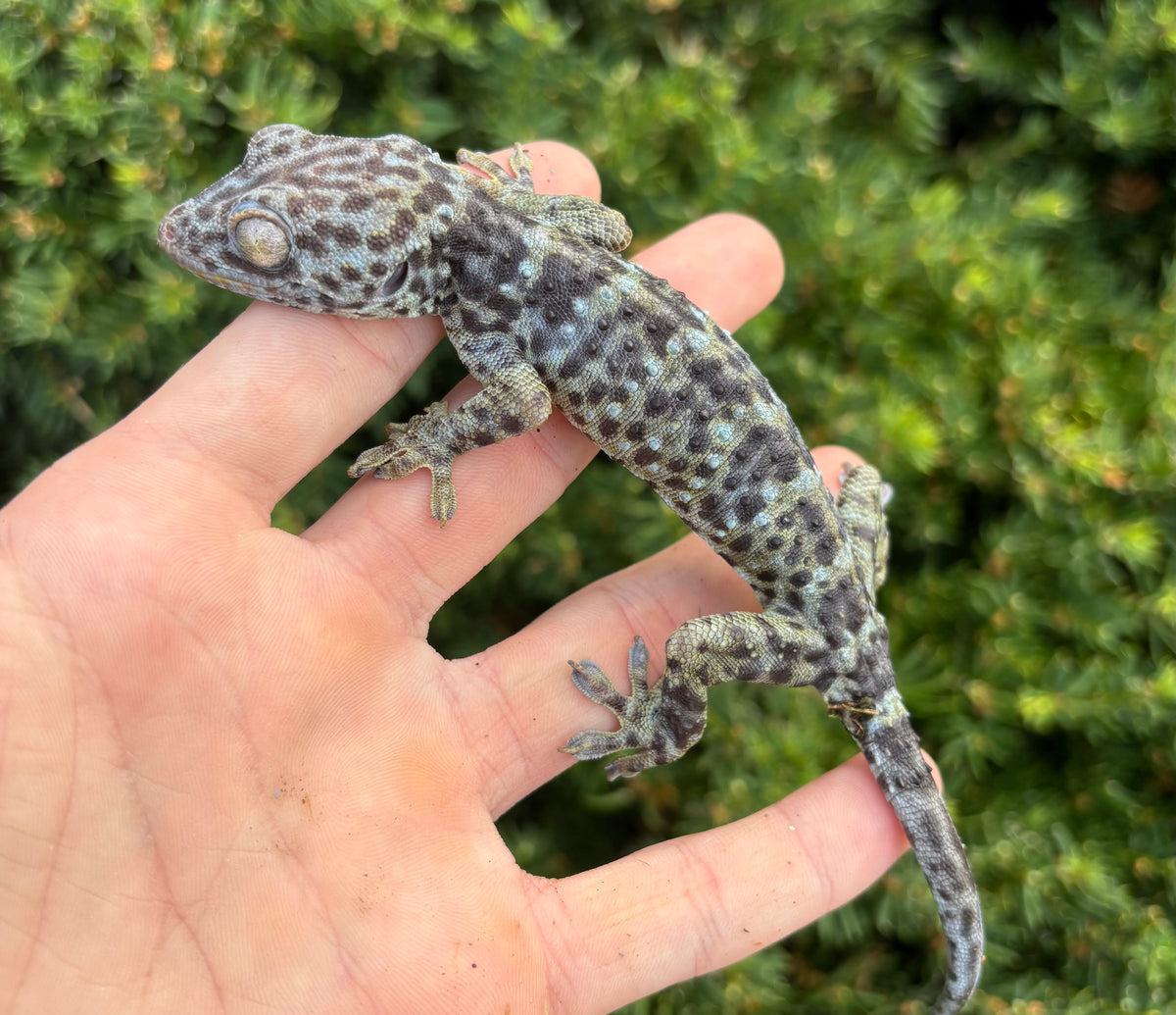 Adult Blue Granite Tokay Gecko (Female) – Scales and Tails of Ohio