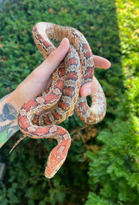 Adult Corn Snake (Male 1)