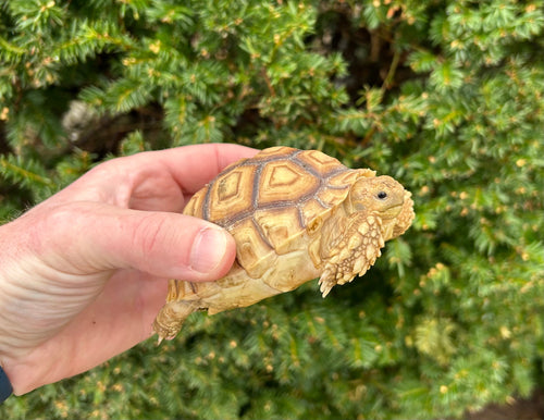 4”-5” Sulcata Tortoise (2)