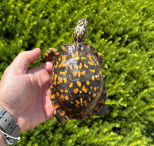 Load image into Gallery viewer, Adult ‘High-Orange’ Eastern Box Turtle (Male)