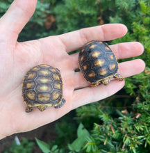 Load image into Gallery viewer, Baby ‘High-Color’ Red Foot Tortoise