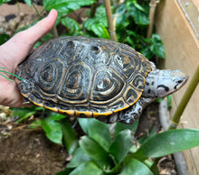 Load image into Gallery viewer, Adult Diamonback Terrapin (Female)
