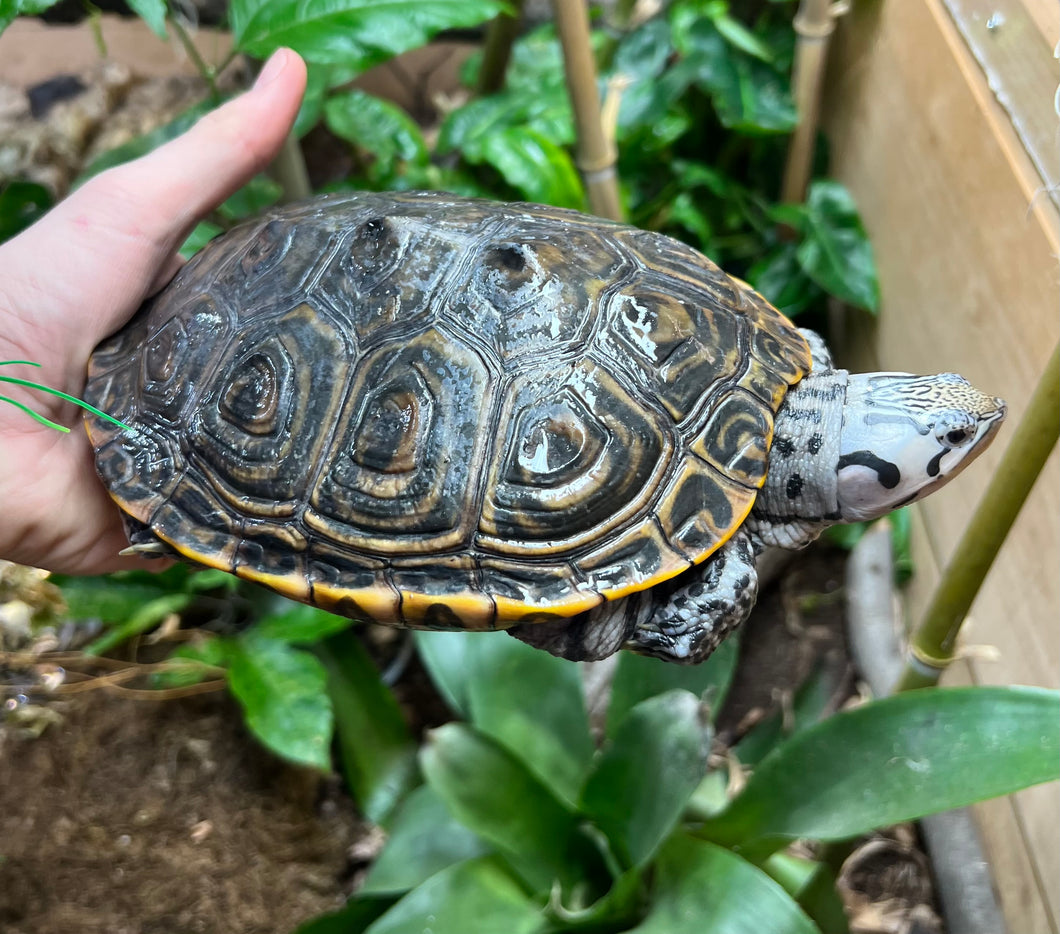 Adult Diamonback Terrapin (Female)