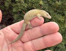 Load image into Gallery viewer, 1.1 Adult Chameleon Geckos