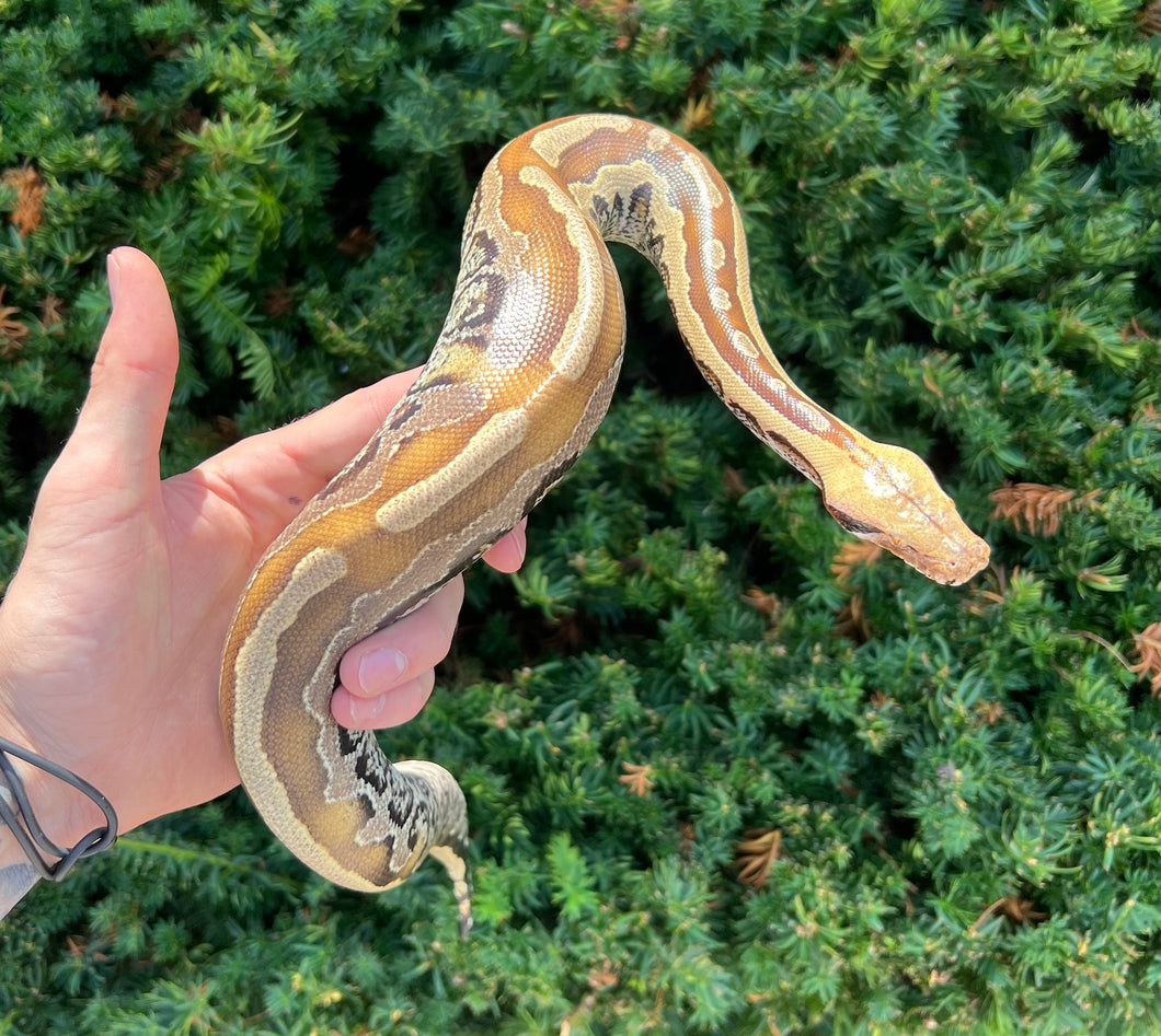 Juvenile Granite Borneo Blood Python (Male)