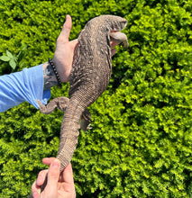 Load image into Gallery viewer, Adult Savannah Monitor