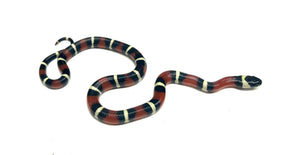 Baby Nelson’s Milksnake het Albino (Male 4)