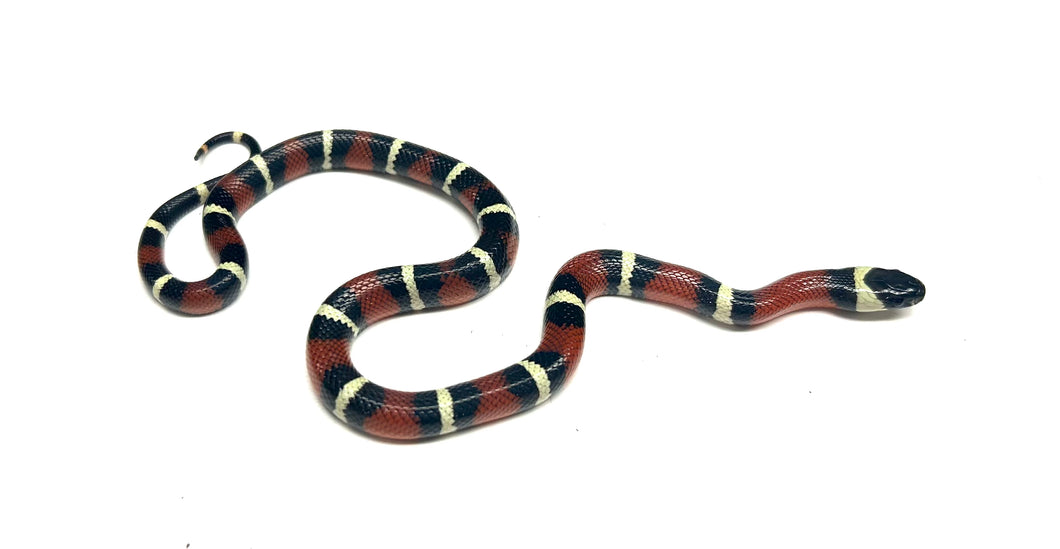 Baby Nelson’s Milksnake het Albino (Male 4)