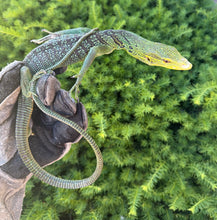 Load image into Gallery viewer, Adult Green Tree Monitor (Male)