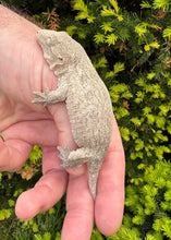 Load image into Gallery viewer, Juvenile Nuu Ana Leachianus Gecko (2)