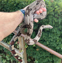 Load image into Gallery viewer, Sub-Adult Guyana Boa (Male)