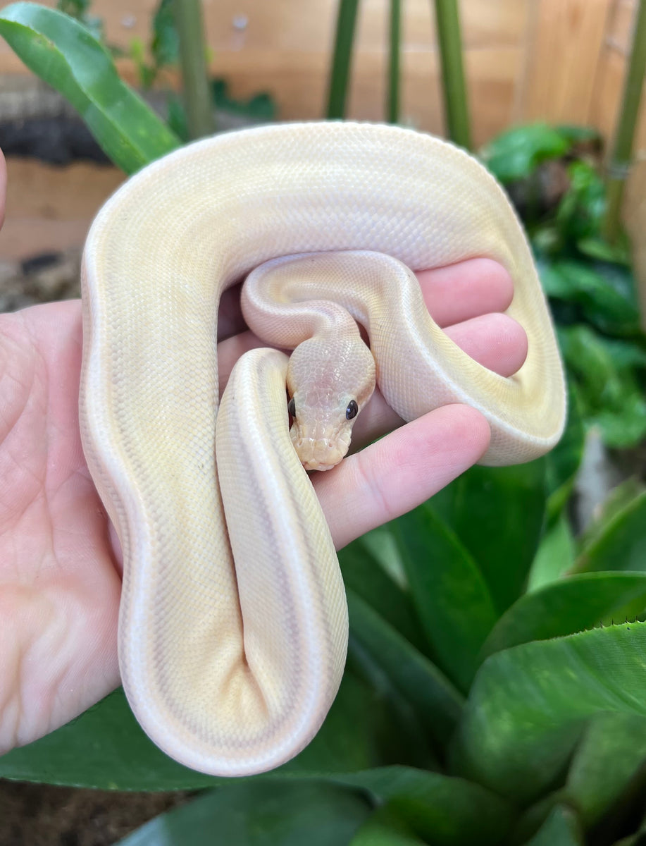 Banana Cinnamon Reticulated Python Baby Banana Cinnamon G-Stripe Ball Python (Male) – Scales and Tails of Ohio