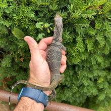 Load image into Gallery viewer, Small Black Roughneck Monitor (1)