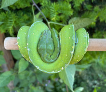 Load image into Gallery viewer, Adult Jayapura Green Tree Python (Male)