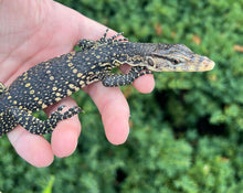 Load image into Gallery viewer, Baby Asian Water Monitor