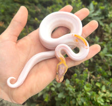 Load image into Gallery viewer, Baby ‘High-White’ Banana Pied Ball Python (Male)