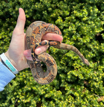 Load image into Gallery viewer, Juvenile Central American Boa (Male)