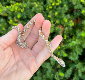 Baby Sunkissed Corn Snake (Female)