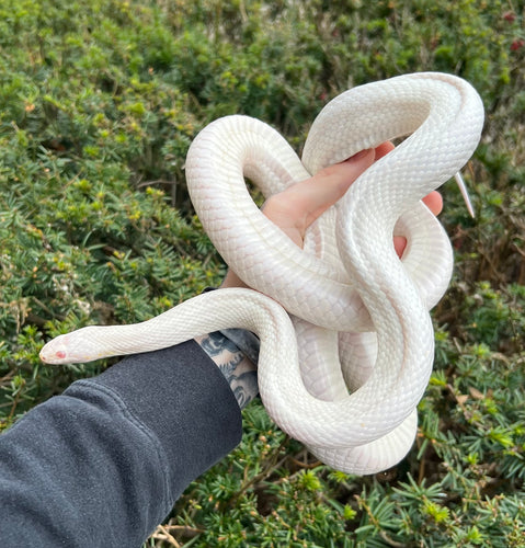 Adult Snow Corn Snake (Female)