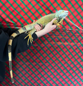 Adult Green Iguana (Male)