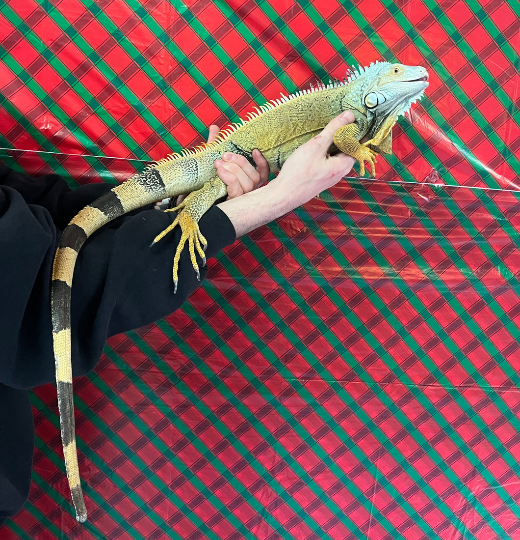 Adult Green Iguana (Male)