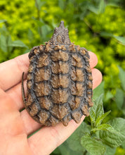 Load image into Gallery viewer, Small Alligator Snapping Turtle