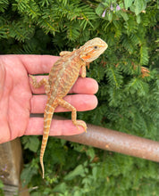 Load image into Gallery viewer, Baby Red Translucent Leatherback Bearded Dragon (1)