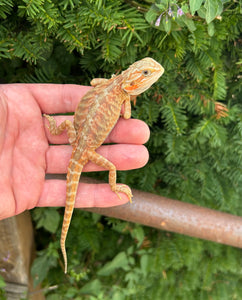Baby Red Translucent Leatherback Bearded Dragon (1)
