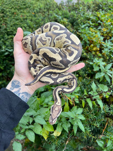 Fire Female Ball Python Adult Fire Ball Python (Female) – Scales and Tails of Ohio