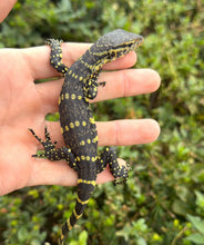 Load image into Gallery viewer, Baby Ornate Nile Monitor (2)